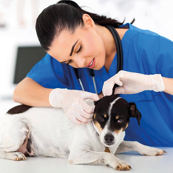 ΓΑΝΤΙΑ LATEX ΜΙΑΣ ΧΡΗΣΗΣ ΧΩΡΙΣ ΠΟΥΔΡΑ ΜΕΓΕΘΟΣ MEDIUM 100ΤΕΜ MEDICAL (156-10001) - Image 3