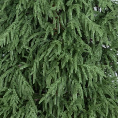 ΔΕΝΤΡΟ ΕΛΑΤΟ MONTEREY, PE, 210cm (600-30736)